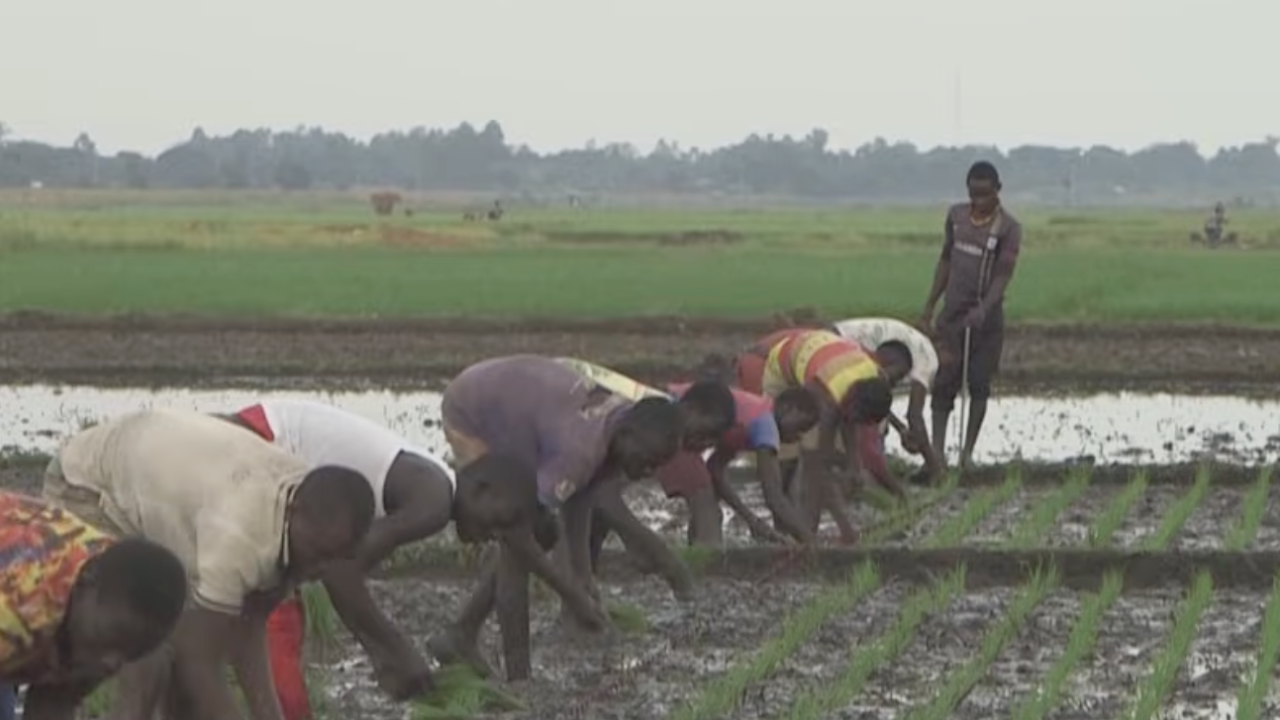 Uganda develops aromatic rice varieties to cut imports, boost farmers ...