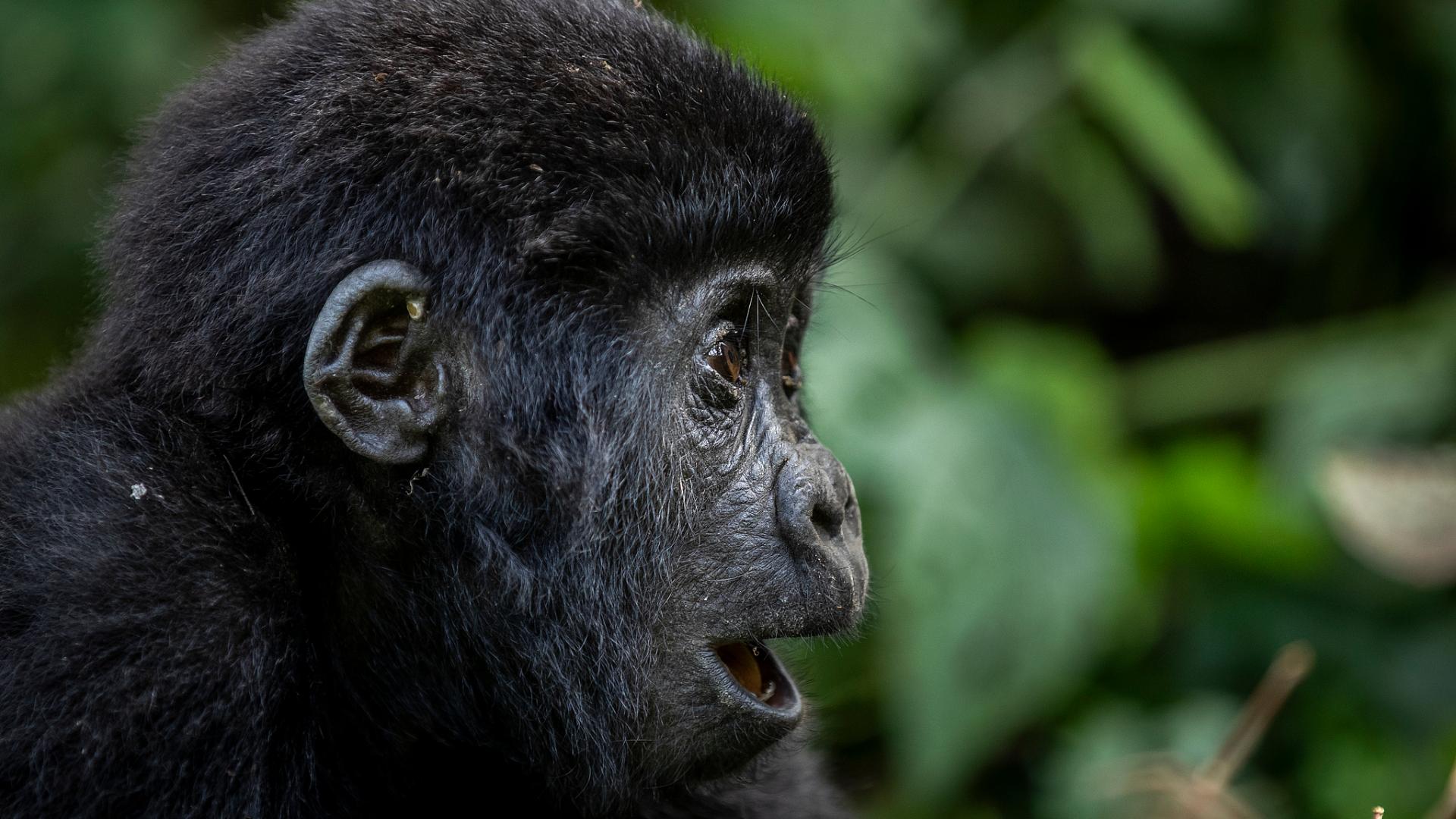 Rwanda’s gorilla conservation brings economic benefits miniatura